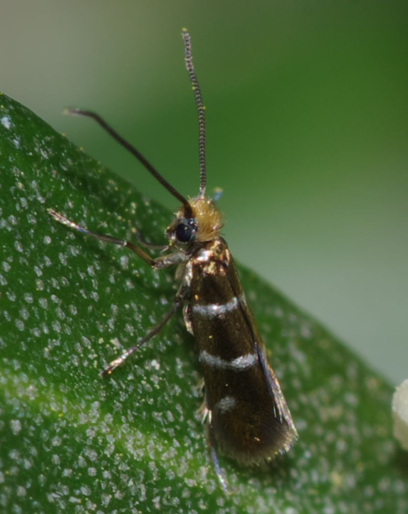 Piccoli lepidotteri: Micropterix aruncella - Micropterigidae
